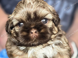 Stunning Imperial Shihtzu Puppies