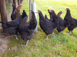 Black Copper Maran Pullets