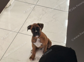 Puppy for sale