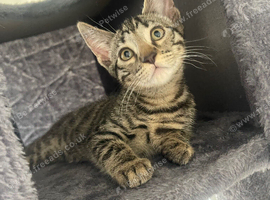 Boy Kitten - Mixed Breed Bengal / Bombay