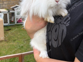 Rabbit