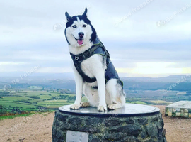 Siberian husky  Kylo