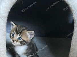3 beautiful kittens available to view