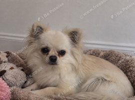 Stunning Apple head Chihuahua female