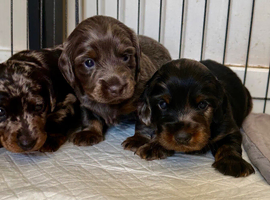 3 beautiful dachshund puppies