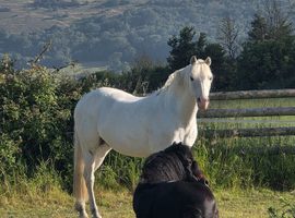 Companion Pony