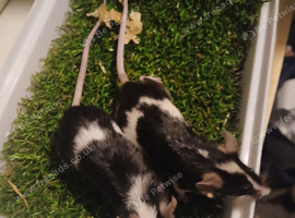 Adult trio breed your own tri-colour delivery available