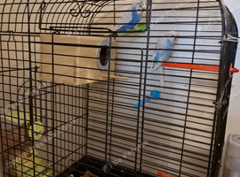 Breeding pair of budgies
