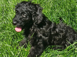 Cockapoo puppies F1