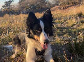 4 year old collie