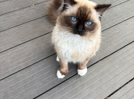 Blue Tabby Point Mitted Ragdoll