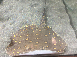 Motoro stingray