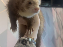 ferret 1 hob