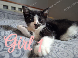 4 kittens ready now.
