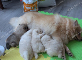 Pomeranian puppies for sale