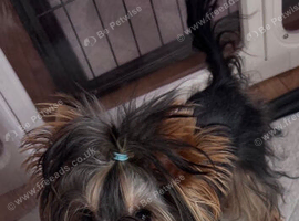 Male Yorkshire Terrier 2KG