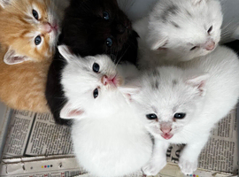 Mixed breed kitten