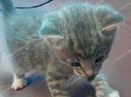 maine cooney/tabby male kitten