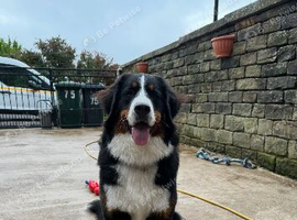 Gorgeous nearly 1 year old female pup