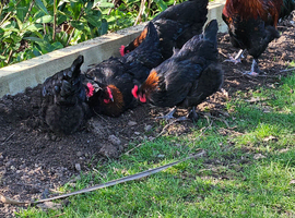 7 X Black French Copper Maran Chickens and Cockerel if wanted - FREE run worth &pound;240