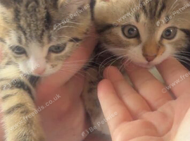 2 beautiful female kittens