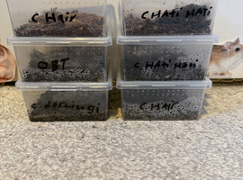 Various tarantula slings