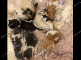 Ragdoll kittens