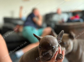 Micro bully puppies