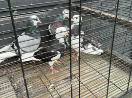Young and older rollers for sale