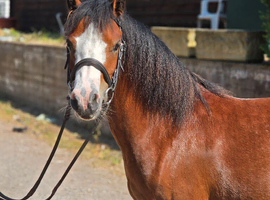 5yr old Sec A