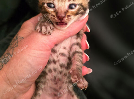 BENGAL X SELKIRK REX BOYS