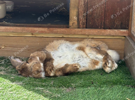 French lop Male Frank