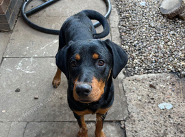6 month old Rottweiler/doberman bitch