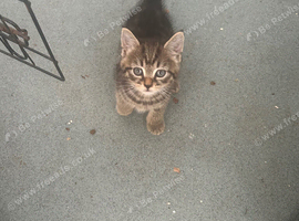 Adorable boy flea worming done fully litter trained