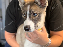One last Shepsky puppy