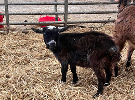 Female Pygmy kid