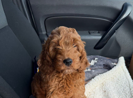 Cockapoo red female pup