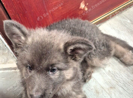 German Shepherd puppies for sale