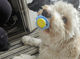 Cockerpoo 5 years old