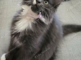 Ragdoll/mainecoon