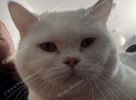 White femaleness British shorthair needs rehoming