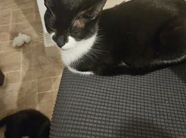 Kittens