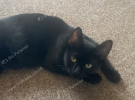 11 month old female