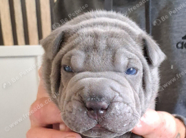 Staffy x sharpei