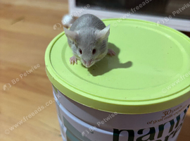 Grey tan Mice