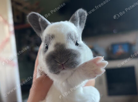 Rex rabbit babies