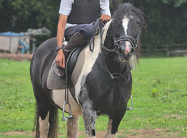 Madina the super Cob! 14.1hh