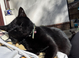 Black female looking for forever home