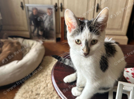 White grey black female kitten