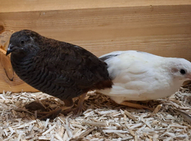 Young & Healthy Male Button Quail